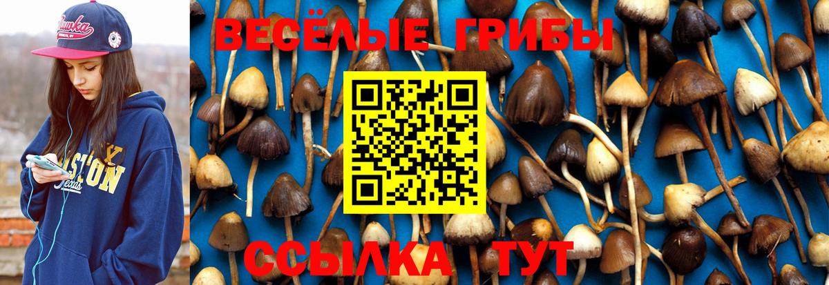 Псилоцибиновые грибы Psilocybe Качканар